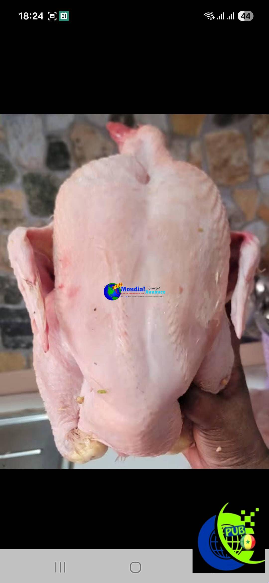 Poulets gros calibres disponibles à 3 500 FCFA