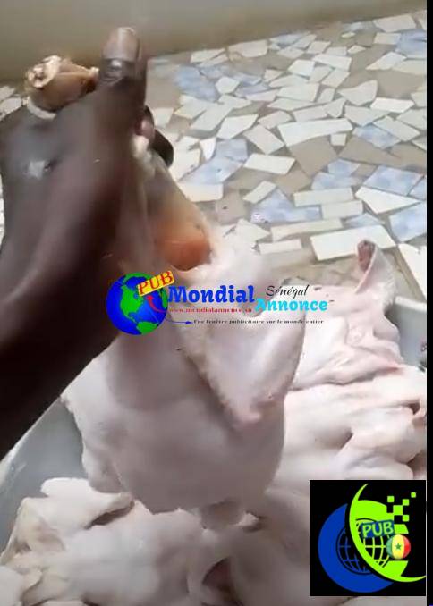 Poulet de chair à Sebikotane disponible – 1,5 à 2 kg