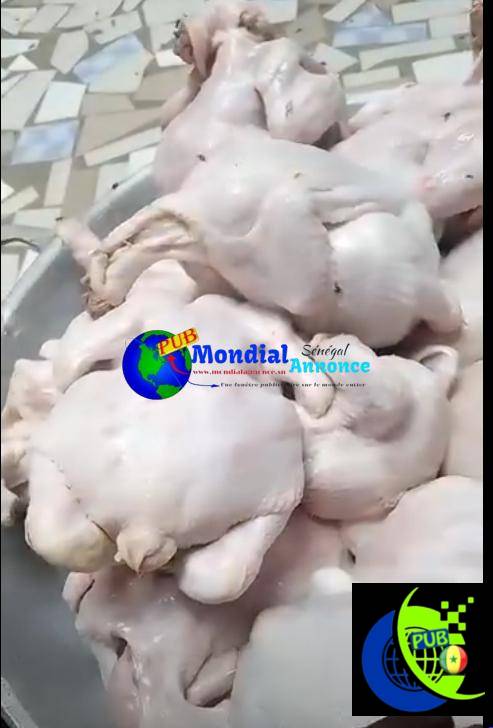 Poulet de chair à Sebikotane disponible – 1,5 à 2 kg