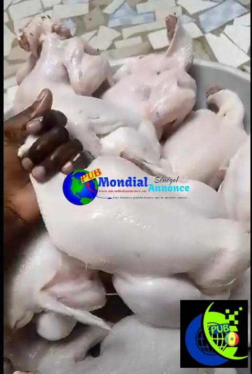 Poulet de chair à Sebikotane disponible – 1,5 à 2 kg