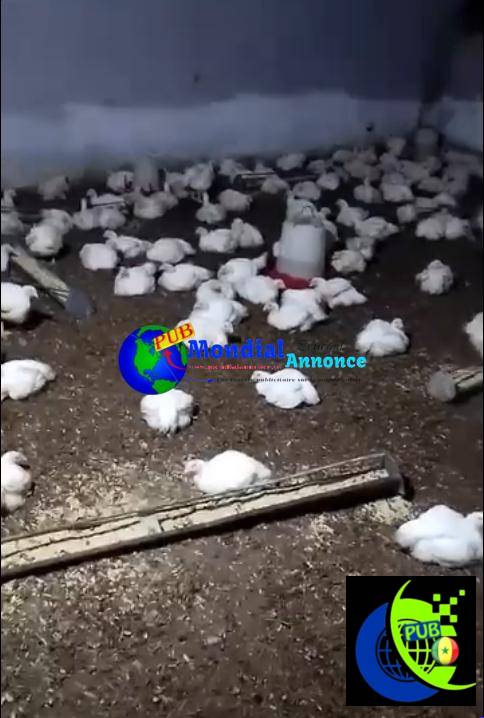 Poulets de chair à Niague à 2 800 F CFA – 1,8 à 2 kg sur pied
