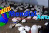 Poulets de chair à Niague à 2 800 F CFA – 1,8 à 2 kg sur pied