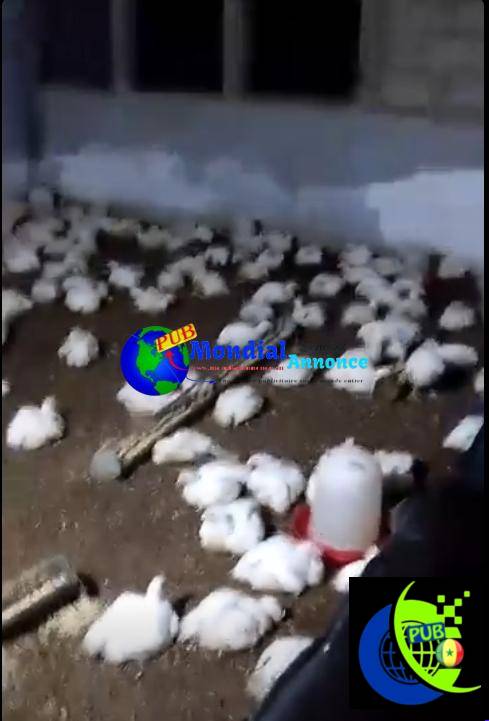 Poulets de chair à Niague à 2 800 F CFA – 1,8 à 2 kg sur pied
