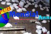 Poulets de chair à Niague à 2 800 F CFA – 1,8 à 2 kg sur pied