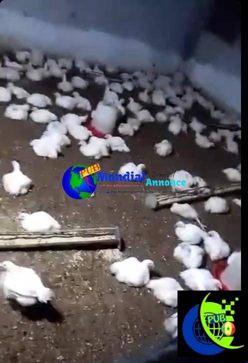 Poulets de chair à Niague à 2 800 F CFA – 1,8 à 2 kg sur pied