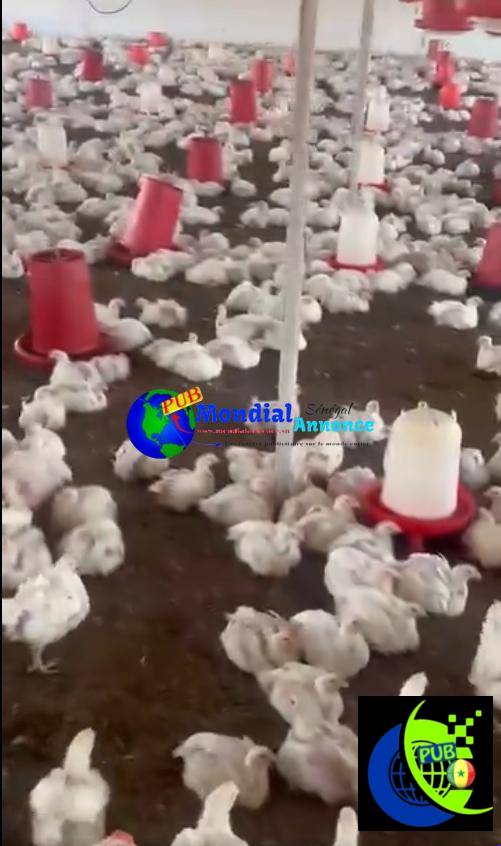 Œufs et poulets de chair disponibles sur commande