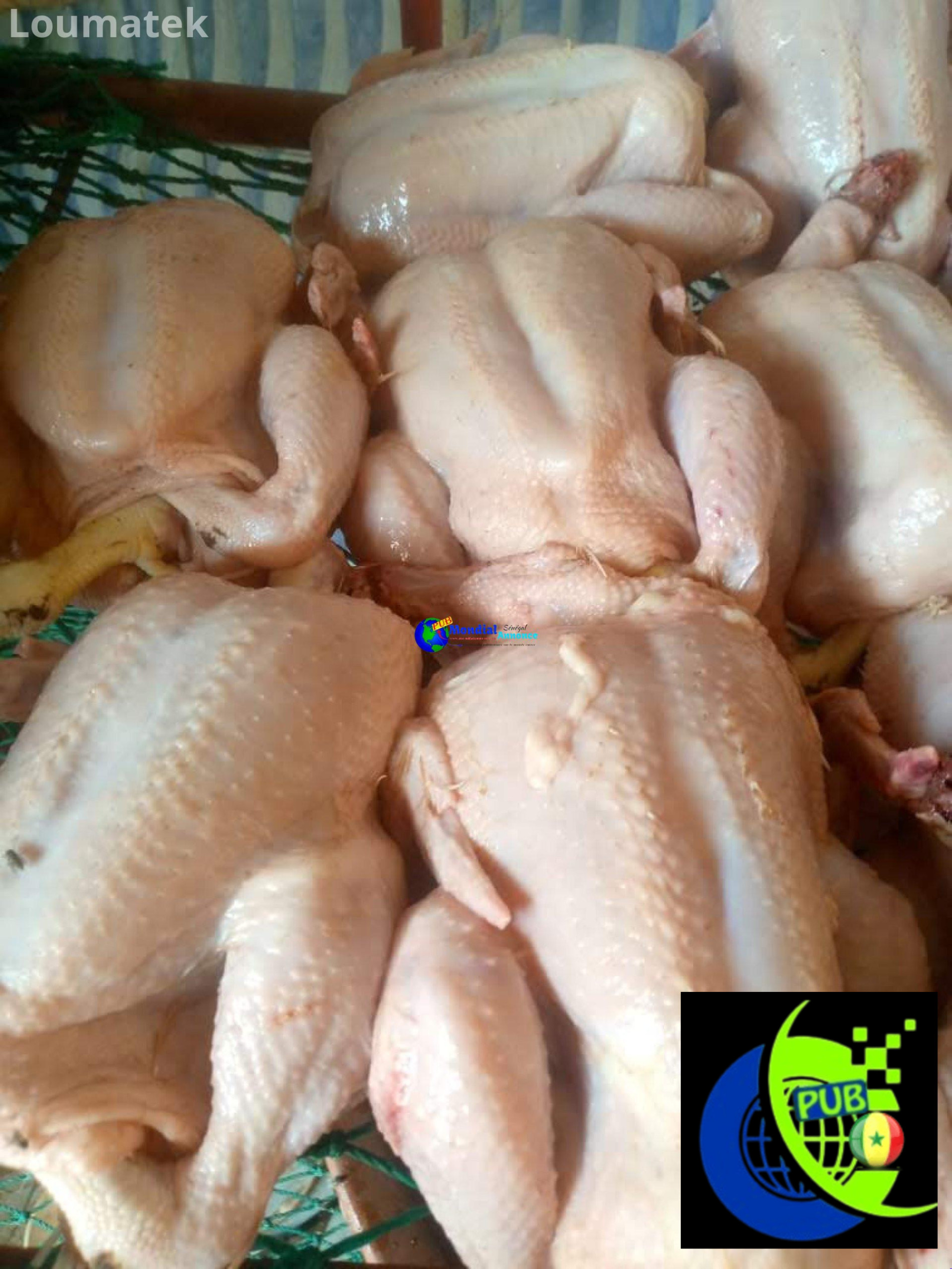 🐔 Poulets de chair disponibles pour Safar & Magal de Touba – 3 000 FCFA