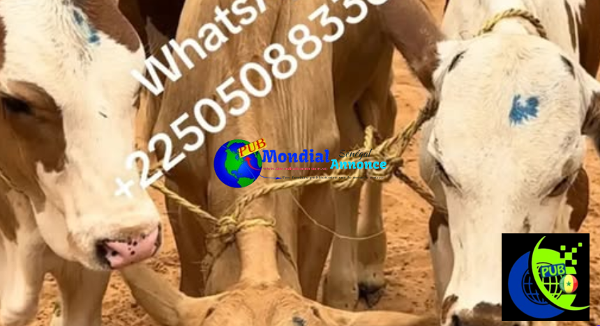 Veaux d’élevage à vendre Contact whatsapp +2250508833684