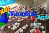 Vente : Poulets de Chair Sur Pieds à Thiès. Prix : 2 750 F CFA (En Gros) / 3 000 F CFA (Détail)