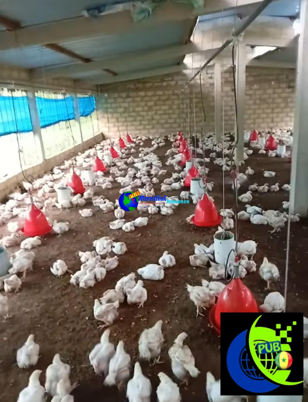 Vente : Poulets de Chair Sur Pieds à Thiès. Prix : 2 750 F CFA (En Gros) / 3 000 F CFA (Détail)