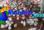 Vente : Poulets de Chair Sur Pieds à Thiès. Prix : 2 750 F CFA (En Gros) / 3 000 F CFA (Détail)