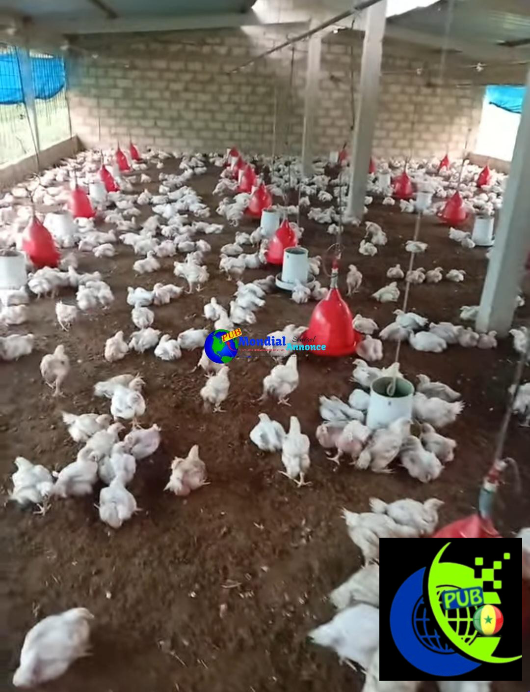 Vente : Poulets de Chair Sur Pieds à Thiès. Prix : 2 750 F CFA (En Gros) / 3 000 F CFA (Détail)