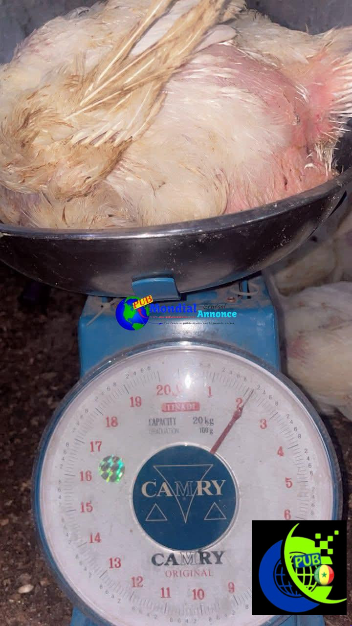 Vente : Poulets de Chair Sur Pied de Qualité à Pikine. Tél : 774434590