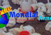Vente : Poulets de Chair Sur Pied de Qualité à Pikine. Tél : 774434590