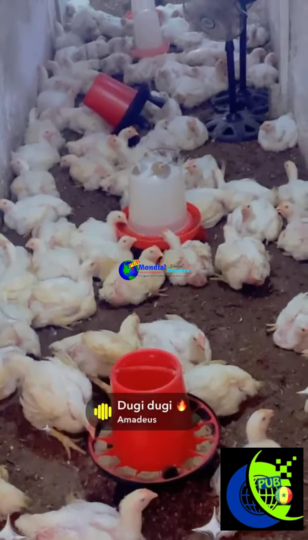 Vente : Poulets de Chair Sur Pied de Qualité à Pikine. Tél : 774434590