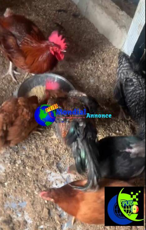 🐔 Poulets Rainbow disponibles à Zac Mbao