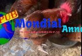 🐔 Poulets Rainbow disponibles à Zac Mbao