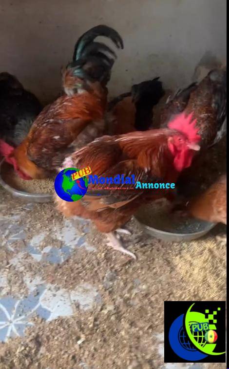 🐔 Poulets Rainbow disponibles à Zac Mbao